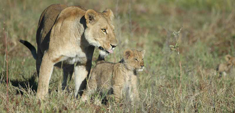 Namibie lionne safari Samsara