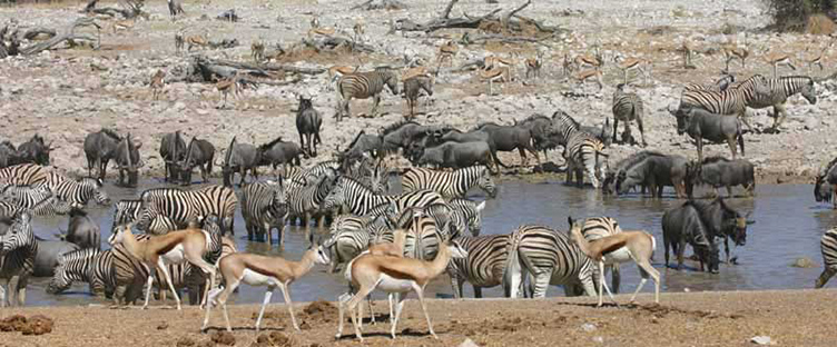 Safari Namibie Etosha