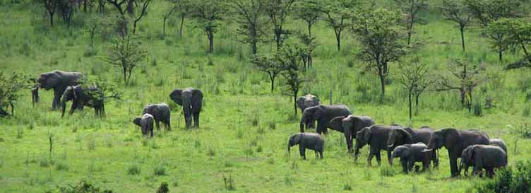 Eléphants dans le Serengeti en Tanzanie