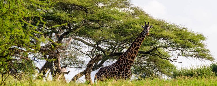 Girafe dans le Serengeti, Tanzanie