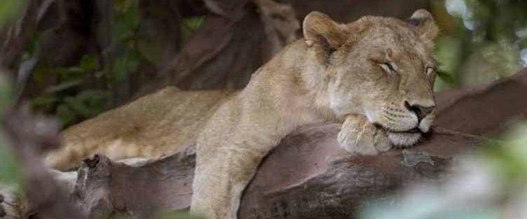 Lion à Manyara en Tanzanie