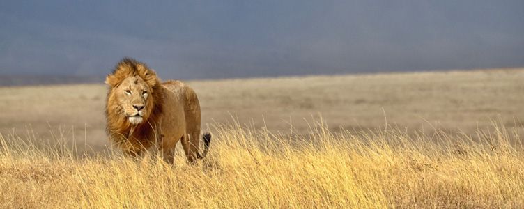 Tanzanie lion safari