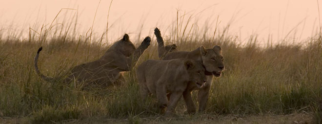 Lions à Chobe au Botswana avec Samsara