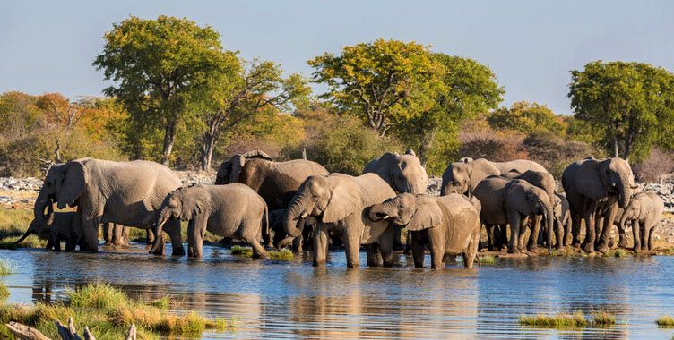 Safari animalier éléphants Samsara voyages