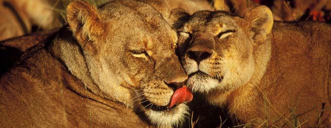 Lions à Kruger en Afrique du Sud